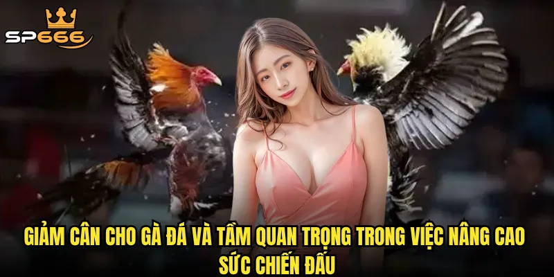 Giảm cân cho gà đá và tầm quan trọng trong việc nâng cao sức chiến đấu